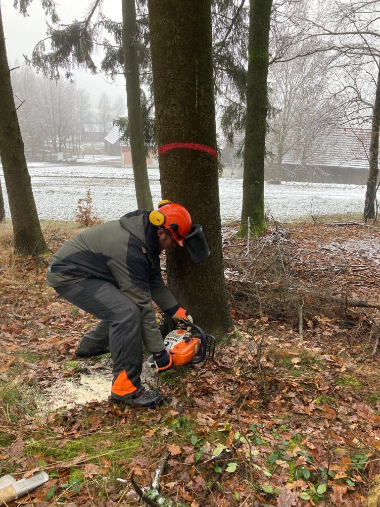 Museumslandwirt Markus Keil fällt im Zuge der Baumpflege die für den Köstlerwenzel markierten Bäume. Foto: Felix Schäffer, FMO