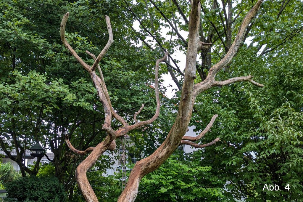 Toter Baum ohne Rinde und Blättern