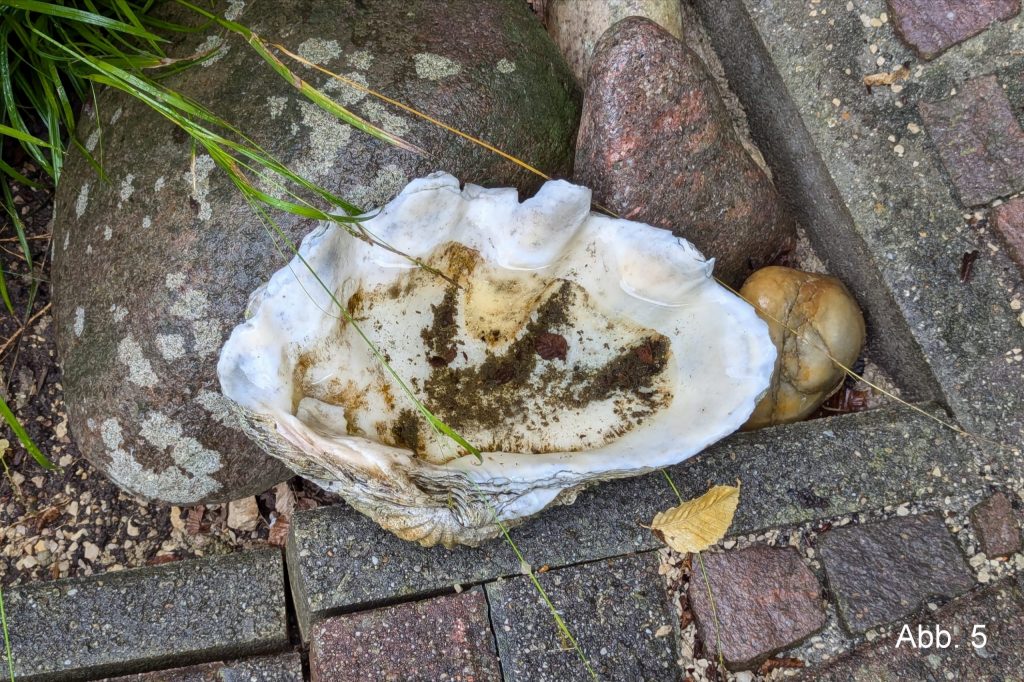 Große Muschel auf Pflaster liegend